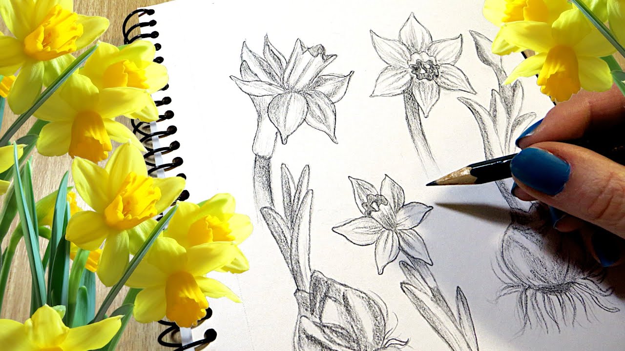 How To Draw A Daffodil STEP BY STEP - YouTube