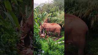 padayappa attack ഹോ ഭയങ്കരൻ #elephant #animalnews #shortsvideo #kerala #animalnews #shorts