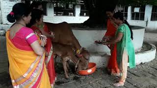 Vasubaras | Diwali | Nashik