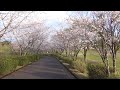 そうだ！桜を観に行こう