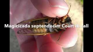 Magicicada septendecim Court III call   Audio Only