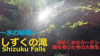 しずくの滝 Shizuku Falls ・【奈良吉野 川上村】煌めく清流のカーテン！陽を帯びた雫の大群生～水の秘境～