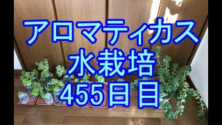 🌱アロマティカス水栽培🌱058🌱455日目（65週間≒1年2ヶ月）🌱