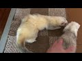 一緒に遊んでいる時はピントが合わないマン　フェレットフクともちおの成長日記　ferret　growth　diary