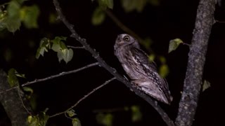 Eurasian Scops Owl Calling