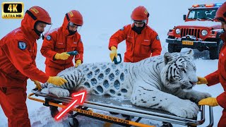 ARCTIC MIRACLE: RESCUE TEAM SAVES POLAR TIGER COVERED IN A MYSTERIOUS CONDITION!