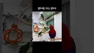 [지구젤리] 앵무새를 부르는 앵무새 / 말 안듣는 앵무새와 말 잘듣는 사람 / talking parrot