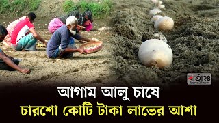 আগাম আলু চাষে ৪০০ কোটি টাকা আয়ের আশা | Potato Cultivation | Nilphamari | Potato | Income | Barta24