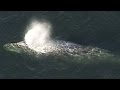 Rare sight: Grey whale wows off Vancouver's Stanley Park