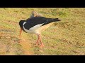 oystercatcher feeding chick