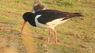 Oystercatcher Feeding Chick