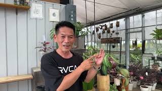 岐阜農場から生ライブ！！　植物の紹介と新しいフェイクグリーンの紹介動画…