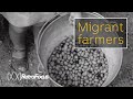 Italian migrant farmers of Epping (1958) | RetroFocus | ABC Australia