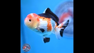 Tricolor Oranda 4 inches (241025_OR02)