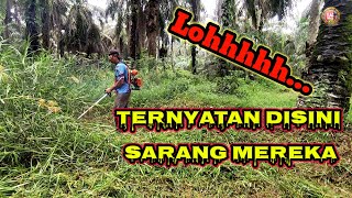 Cara Jitu Ratakan Semak Pinggir Anak Sungai Yang Ternyata Kerajaan Belut || Brush Cutter