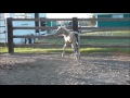 *sold* 2013 buckskin colt wimpys little step and topsail cody bred