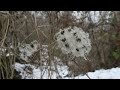 il bosco d inverno neve orme e tane di animali