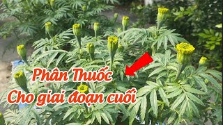 trồng vạn thọ tết 2025 - phân thuốc cho giai đoạn thúc nụ mập