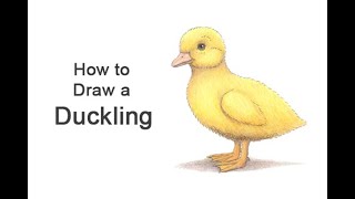 How to Draw a Duckling (Baby Duck)