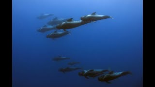 Short-finned pilot whales. Madeira 2017