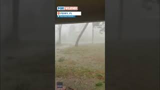 Hurricane Idalia Snaps Tree in Perry, Florida #foxweather #idalia