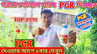 গরমে গোলাপ গাছ তরতাজা করতে মিরাকুলান PGR দেওয়ার কথা ভাবছেন, দেওয়ার আগে ১বার দেখুন||