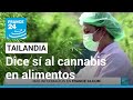 Tailandia podrá cultivar y consumir cannabis en alimentos y cosméticos • FRANCE 24 Español