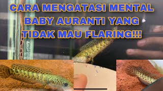 CARA MENAIKAN MENTAL BABY AURANTI YANG SUSAH FLARING‼️ UPDATE BABY AURANTI‼️ #auranti