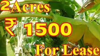 2 ఎకరాలు అరటి సాగు భూమి అమ్మకానికి కలదు | 2 Acres Banana Cultivation Land Rate Acre Is ₹ 1500 Rs