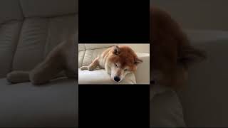 ASMR風 柴犬の寝息