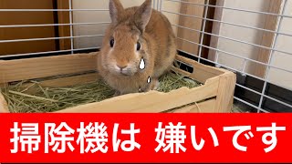 【うさぎのぽてさら】掃除機は嫌いです。