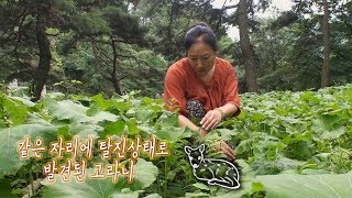 제보자와 야생 고라니 ‘머순이’와의 인연♥ @순간포착 세상에 이런 일이 1047회 20190815