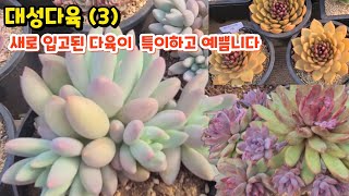 대성다육(3) 너무 특이한 다육이 꽃 핀듯 작구가 나오는 멋진 군생 사랑스런 쪼꼬미들과 새로들어온 창