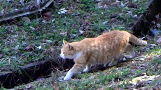 利根運河付近の野良猫