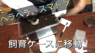 ふうちゃそさんからの幼虫を飼育ケースへ！【カブトムシ\u0026クワガタ】