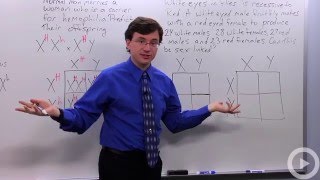 Sex-linked Genes(HD)