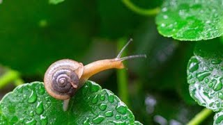 how to care for a garden snail