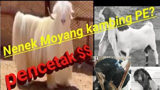 ASAL USUL jawara Kambing dari kambing ini..‼️