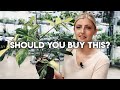 Beginner Investment Houseplants! | What should you buy? | Part 1