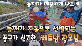 들깨 탈곡하기 들깨 선별하는 풍구가 신기한 베트남 장모님