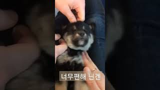 너무 편해서 일어나지 못하는 아기 시바견 #shorts #dog #funny #trending