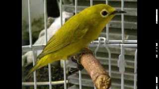 Playtube Pk Ultimate Video Sharing Website