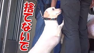 身勝手な理由で犬を手放した飼い主！「僕を捨てないで」シェルターの前で懇願する犬の気持ちに泣けてくる