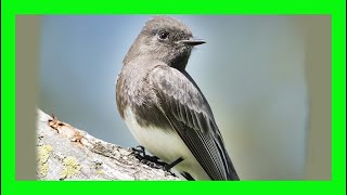 Black Phoebe Song! Black Phoebe Call! Singing! Sound! - Mosquero Negro Canto -Sayornis Nigricans