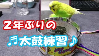 セキセイインコのチョコ㉘　チョコの約２年ぶりの太鼓練習。がんばれ、チョコ！