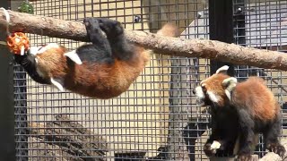 【採食エンリッチメント】旭山動物園のレッサーパンダの食事