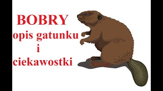 BOBRY - opis gatunku i ciekawostki