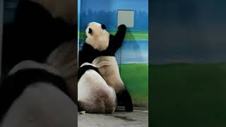 #圓寶 飛快衝向小窗看裏面 #panda runs #shorts #yuanbao