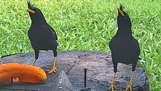 Asian Funny Black Myna Birds Close-Up