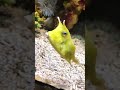 Cute fish